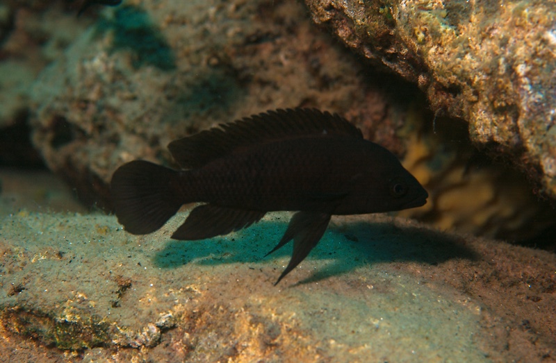 Neolamprologus leleupi 'Cape Caramba'
